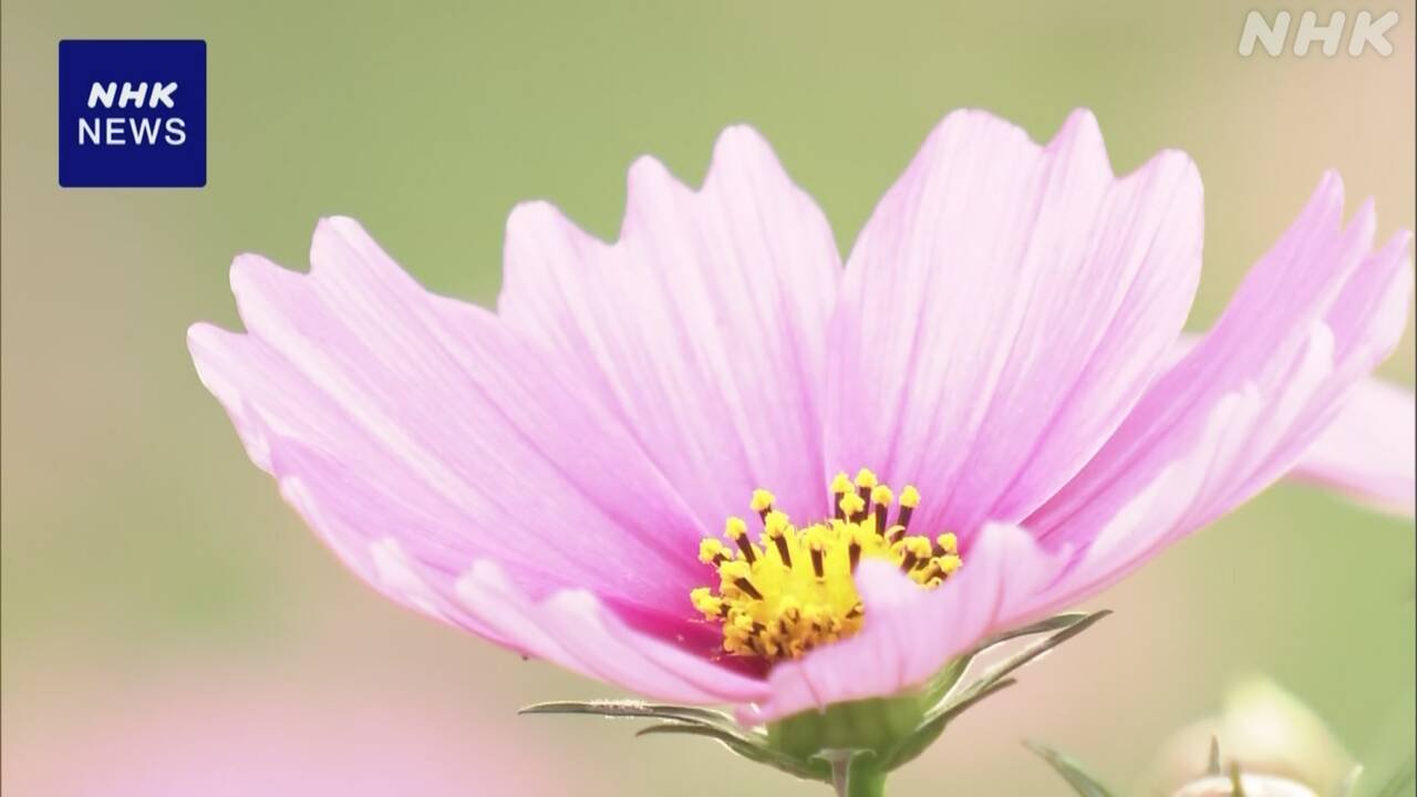 奈良県　古い都の跡で240万本のコスモスの花が咲く