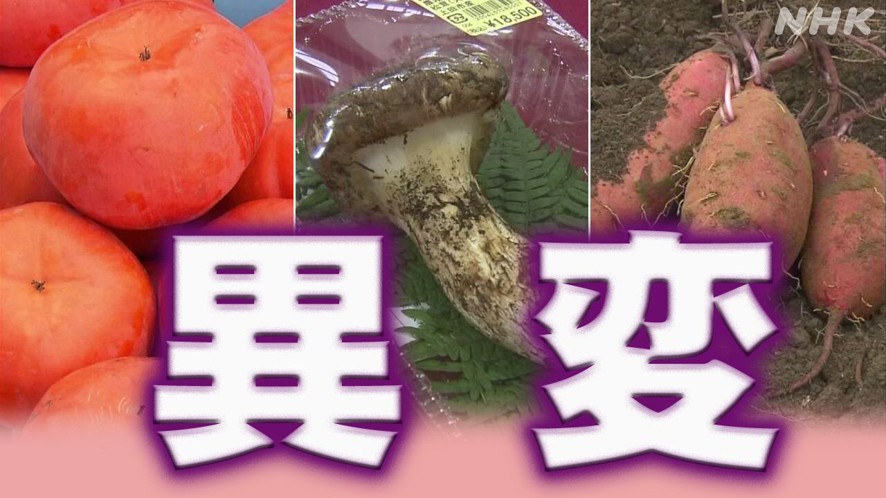 野菜や果物　暑さが原因でよく育っていない