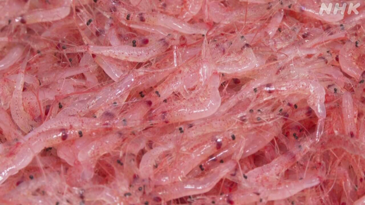 静岡県　サクラエビの秋の漁が始まる