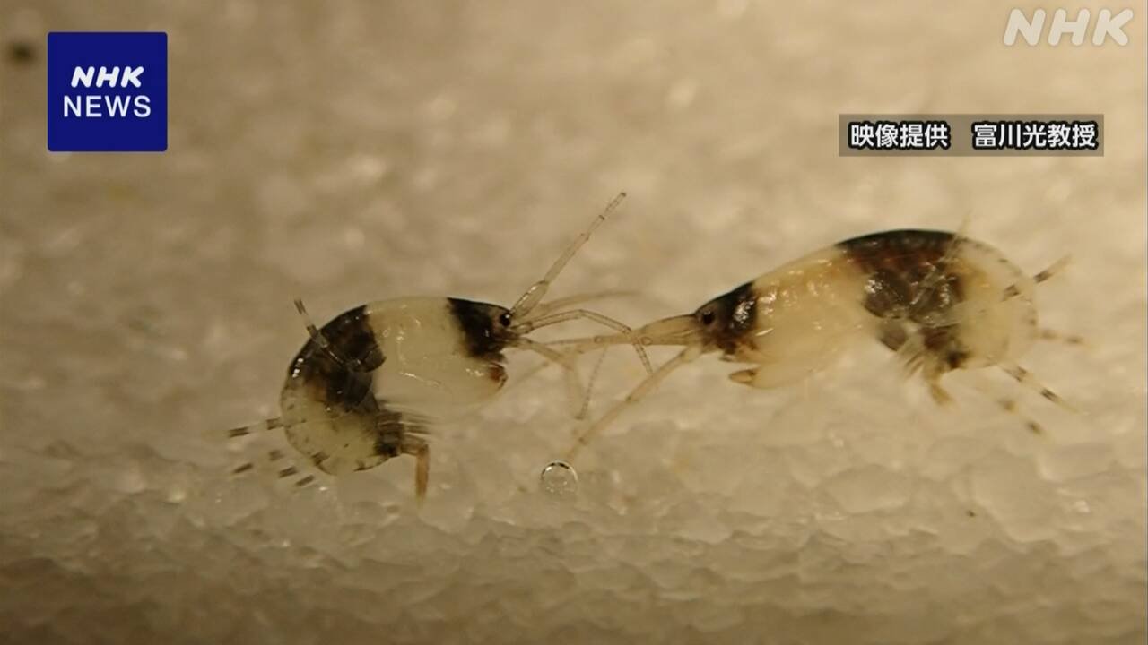 和歌山県白浜町　色がパンダに似たエビの仲間が見つかった